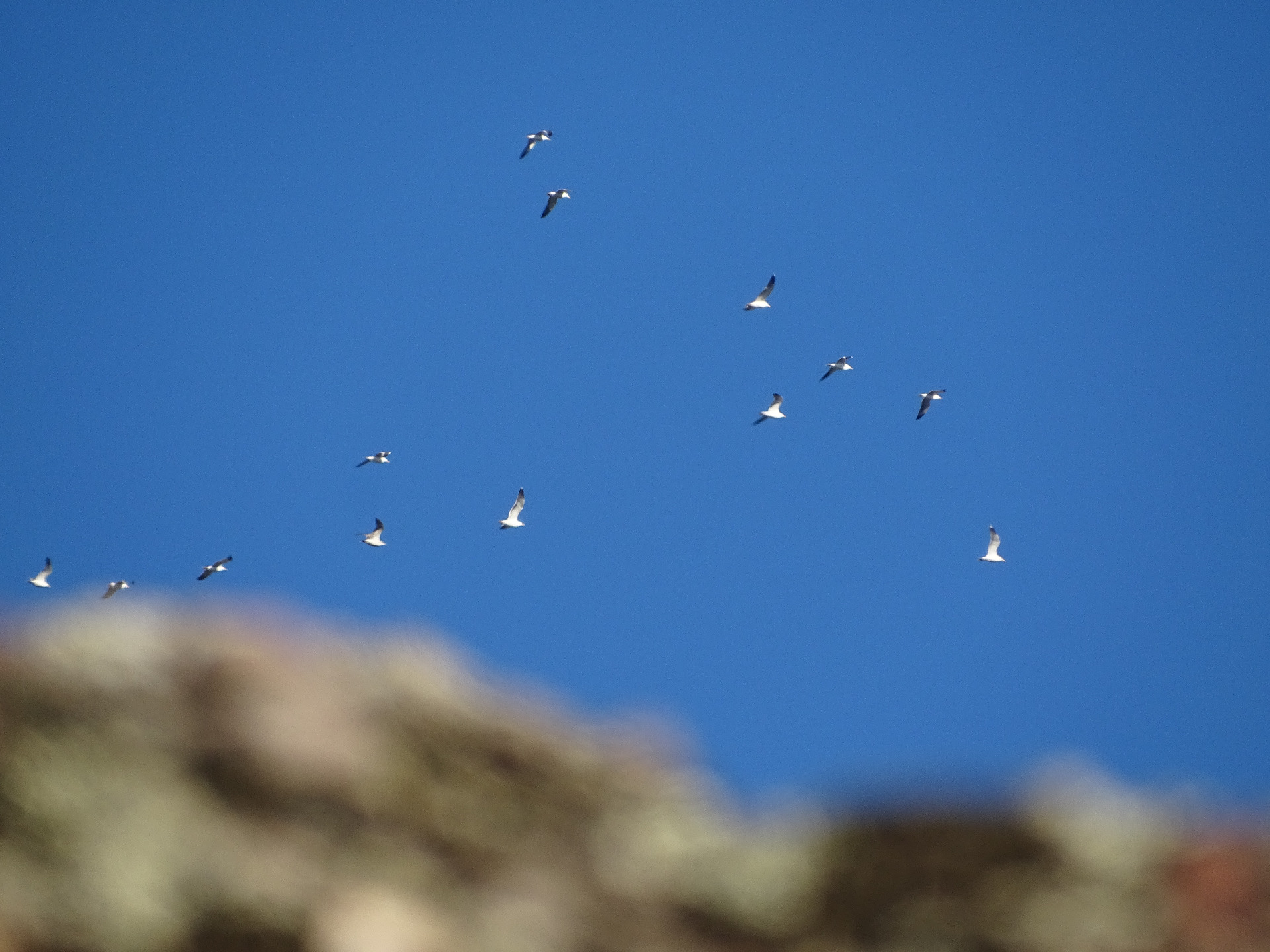 Gaviotas de sombría